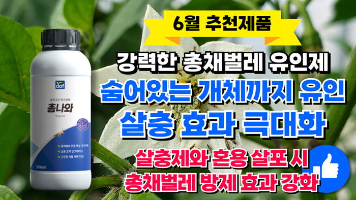 강력한 총채벌레 유인제
